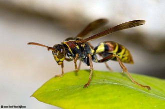 Photography - Close Up Insects. Click to View